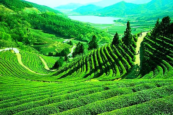 Day 05: Gangtok - Darjeeling (100 km / 3-4 hrs)